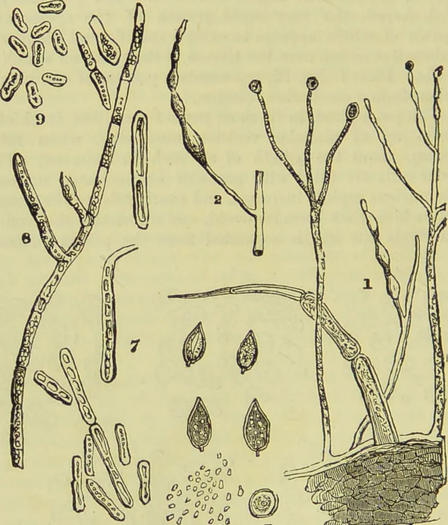 An illustration from The microscope : its history, construction, and application, being a familiar introduction to the use of the instrument, and the study of microscopical science / by Jabez Hogg ; with upwards of five hundred engravings, and coloured illustrations by Tuffen West., 1890, leaf 332