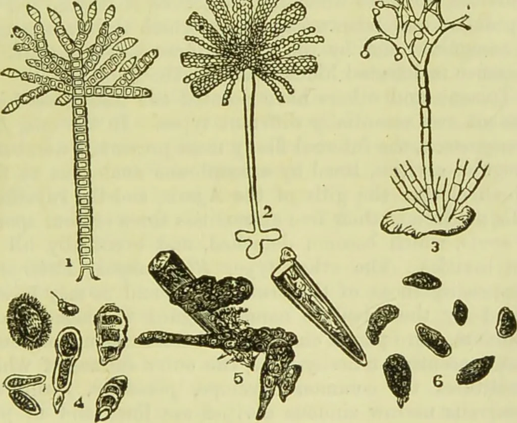 An illustration from The microscope : its history, construction, and application, being a familiar introduction to the use of the instrument, and the study of microscopical science / by Jabez Hogg ; with upwards of five hundred engravings, and coloured illustrations by Tuffen West., 1890, leaf 333