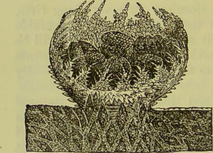 An illustration from The microscope : its history, construction, and application, being a familiar introduction to the use of the instrument, and the study of microscopical science / by Jabez Hogg ; with upwards of five hundred engravings, and coloured illustrations by Tuffen West., 1890, leaf 340