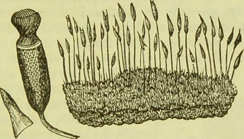 An illustration from The microscope : its history, construction, and application, being a familiar introduction to the use of the instrument, and the study of microscopical science / by Jabez Hogg ; with upwards of five hundred engravings, and coloured illustrations by Tuffen West., 1890, leaf 341