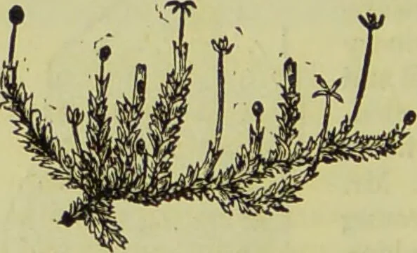 An illustration from The microscope : its history, construction, and application, being a familiar introduction to the use of the instrument, and the study of microscopical science / by Jabez Hogg ; with upwards of five hundred engravings, and coloured illustrations by Tuffen West., 1890, leaf 342