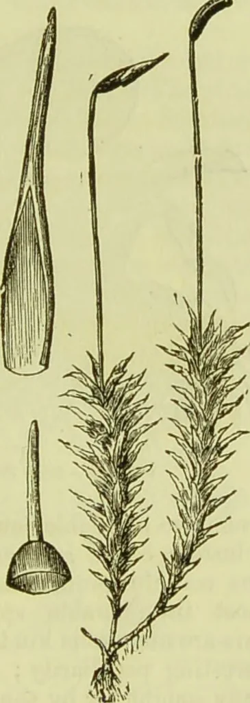 An illustration from The microscope : its history, construction, and application, being a familiar introduction to the use of the instrument, and the study of microscopical science / by Jabez Hogg ; with upwards of five hundred engravings, and coloured illustrations by Tuffen West., 1890, leaf 343