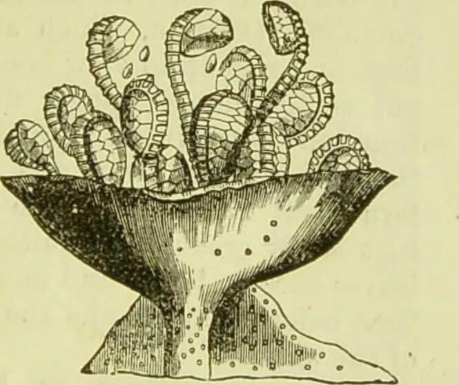 An illustration from The microscope : its history, construction, and application, being a familiar introduction to the use of the instrument, and the study of microscopical science / by Jabez Hogg ; with upwards of five hundred engravings, and coloured illustrations by Tuffen West., 1890, leaf 345
