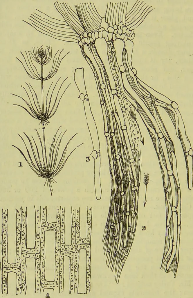 An illustration from The microscope : its history, construction, and application, being a familiar introduction to the use of the instrument, and the study of microscopical science / by Jabez Hogg ; with upwards of five hundred engravings, and coloured illustrations by Tuffen West., 1890, leaf 348