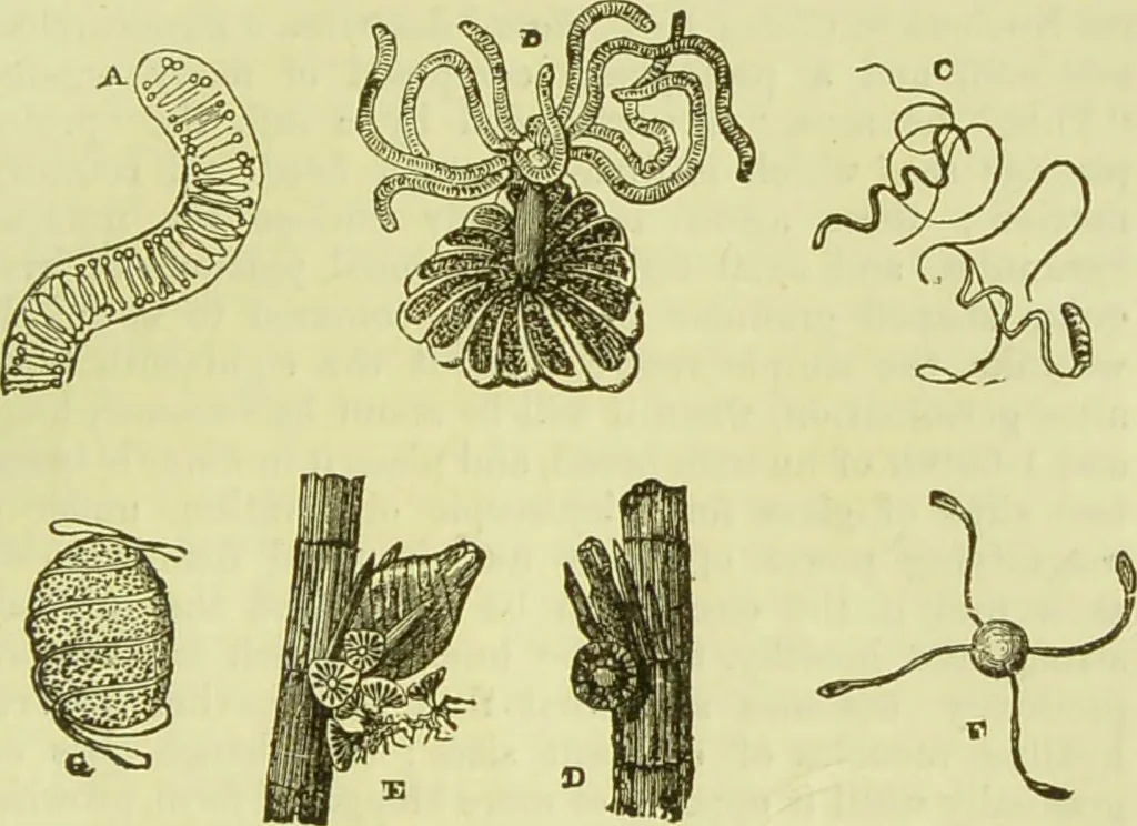 An illustration from The microscope : its history, construction, and application, being a familiar introduction to the use of the instrument, and the study of microscopical science / by Jabez Hogg ; with upwards of five hundred engravings, and coloured illustrations by Tuffen West., 1890, leaf 349