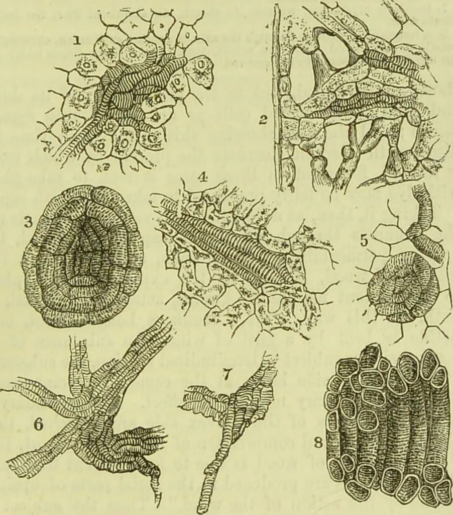 An illustration from The microscope : its history, construction, and application, being a familiar introduction to the use of the instrument, and the study of microscopical science / by Jabez Hogg ; with upwards of five hundred engravings, and coloured illustrations by Tuffen West., 1890, leaf 359