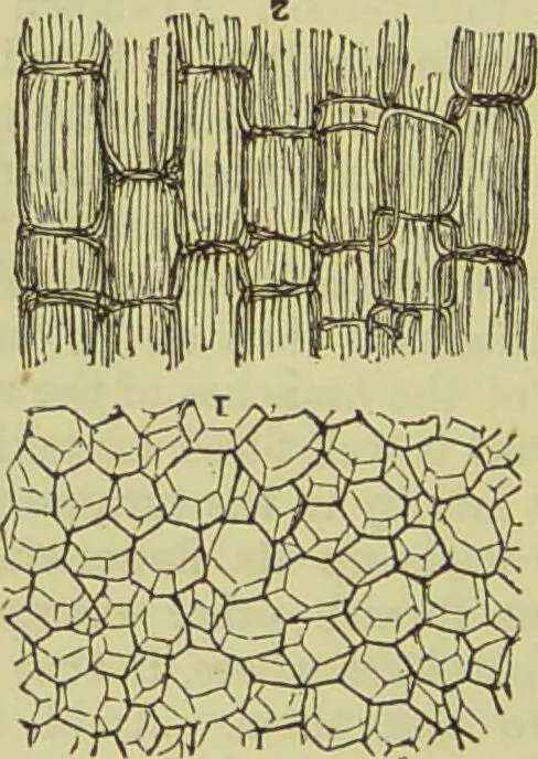 An illustration from The microscope : its history, construction, and application, being a familiar introduction to the use of the instrument, and the study of microscopical science / by Jabez Hogg ; with upwards of five hundred engravings, and coloured illustrations by Tuffen West., 1890, leaf 364