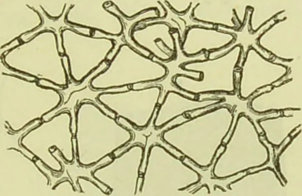 An illustration from The microscope : its history, construction, and application, being a familiar introduction to the use of the instrument, and the study of microscopical science / by Jabez Hogg ; with upwards of five hundred engravings, and coloured illustrations by Tuffen West., 1890, leaf 365