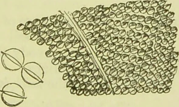 An illustration from The microscope : its history, construction, and application, being a familiar introduction to the use of the instrument, and the study of microscopical science / by Jabez Hogg ; with upwards of five hundred engravings, and coloured illustrations by Tuffen West., 1890, leaf 365