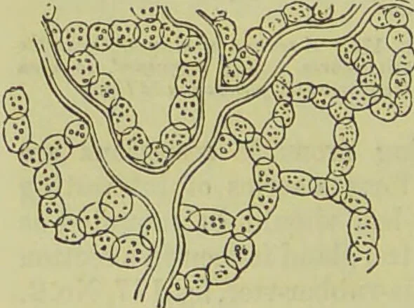 An illustration from The microscope : its history, construction, and application, being a familiar introduction to the use of the instrument, and the study of microscopical science / by Jabez Hogg ; with upwards of five hundred engravings, and coloured illustrations by Tuffen West., 1890, leaf 366