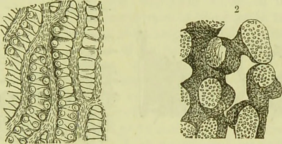 An illustration from The microscope : its history, construction, and application, being a familiar introduction to the use of the instrument, and the study of microscopical science / by Jabez Hogg ; with upwards of five hundred engravings, and coloured illustrations by Tuffen West., 1890, leaf 367