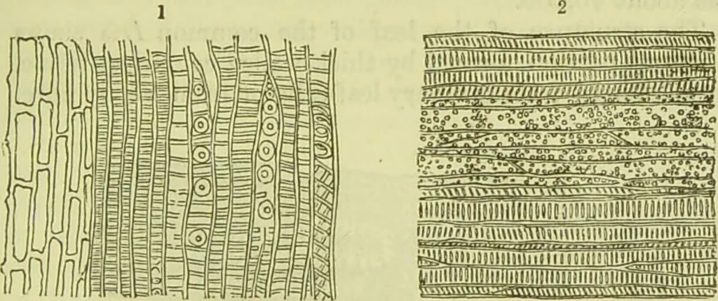 An illustration from The microscope : its history, construction, and application, being a familiar introduction to the use of the instrument, and the study of microscopical science / by Jabez Hogg ; with upwards of five hundred engravings, and coloured illustrations by Tuffen West., 1890, leaf 367