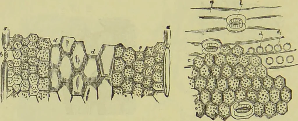 An illustration from The microscope : its history, construction, and application, being a familiar introduction to the use of the instrument, and the study of microscopical science / by Jabez Hogg ; with upwards of five hundred engravings, and coloured illustrations by Tuffen West., 1890, leaf 368
