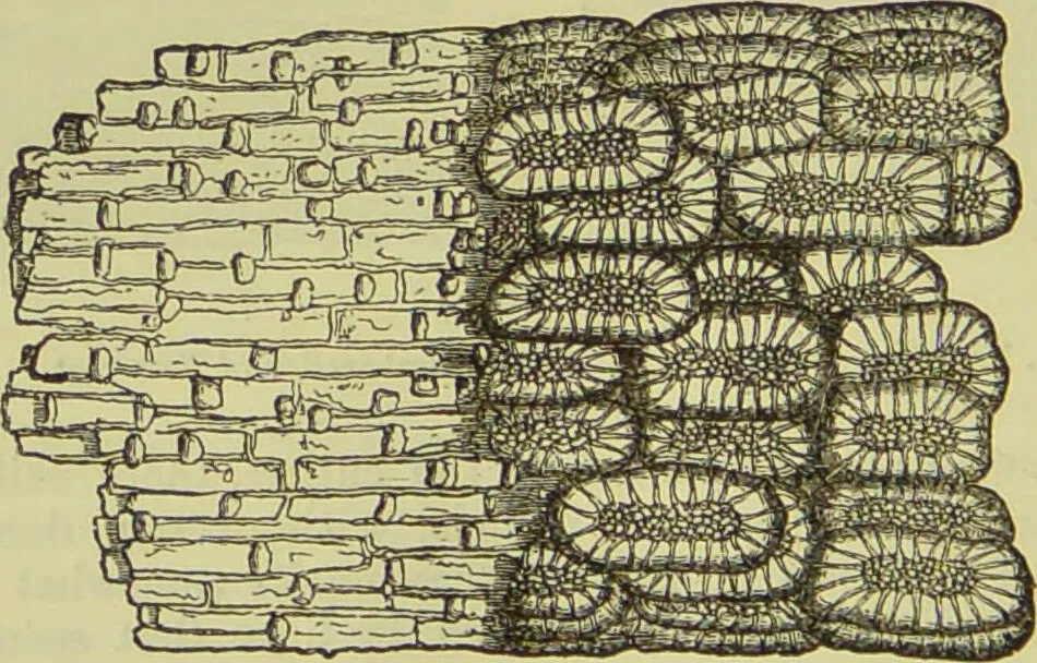 An illustration from The microscope : its history, construction, and application, being a familiar introduction to the use of the instrument, and the study of microscopical science / by Jabez Hogg ; with upwards of five hundred engravings, and coloured illustrations by Tuffen West., 1890, leaf 368