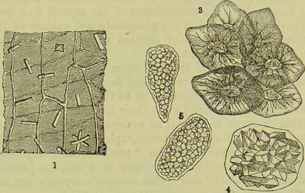An illustration from The microscope : its history, construction, and application, being a familiar introduction to the use of the instrument, and the study of microscopical science / by Jabez Hogg ; with upwards of five hundred engravings, and coloured illustrations by Tuffen West., 1890, leaf 370