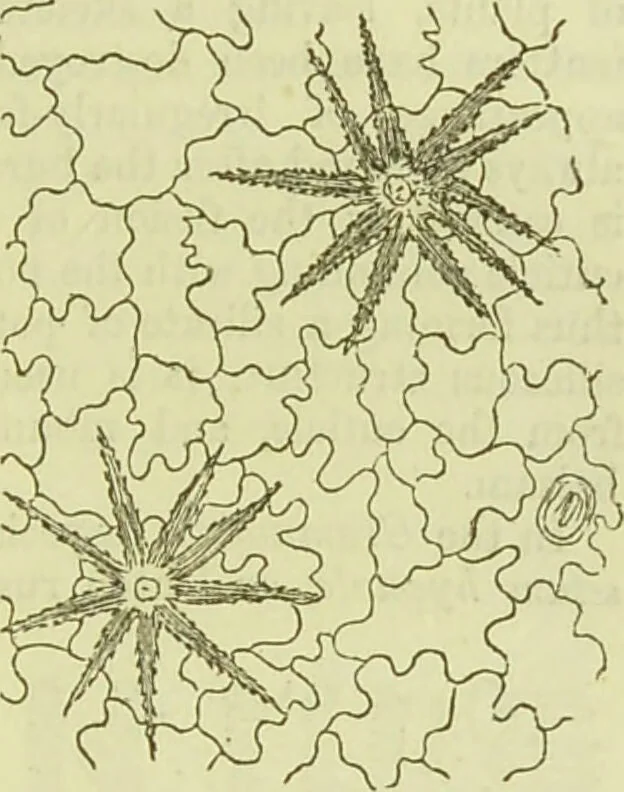 An illustration from The microscope : its history, construction, and application, being a familiar introduction to the use of the instrument, and the study of microscopical science / by Jabez Hogg ; with upwards of five hundred engravings, and coloured illustrations by Tuffen West., 1890, leaf 371