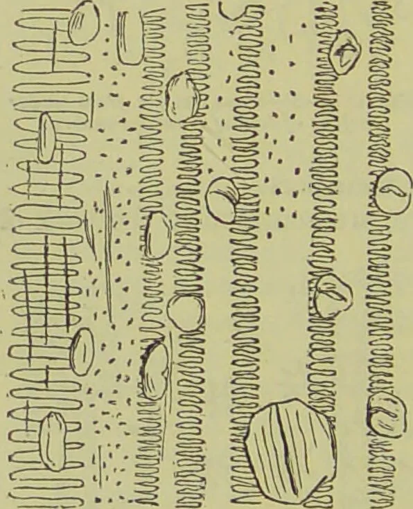 An illustration from The microscope : its history, construction, and application, being a familiar introduction to the use of the instrument, and the study of microscopical science / by Jabez Hogg ; with upwards of five hundred engravings, and coloured illustrations by Tuffen West., 1890, leaf 372