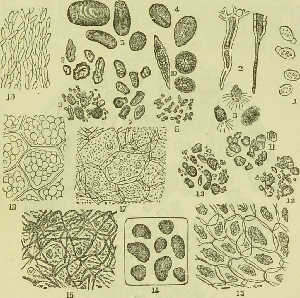 An illustration from The microscope : its history, construction, and application, being a familiar introduction to the use of the instrument, and the study of microscopical science / by Jabez Hogg ; with upwards of five hundred engravings, and coloured illustrations by Tuffen West., 1890, leaf 375