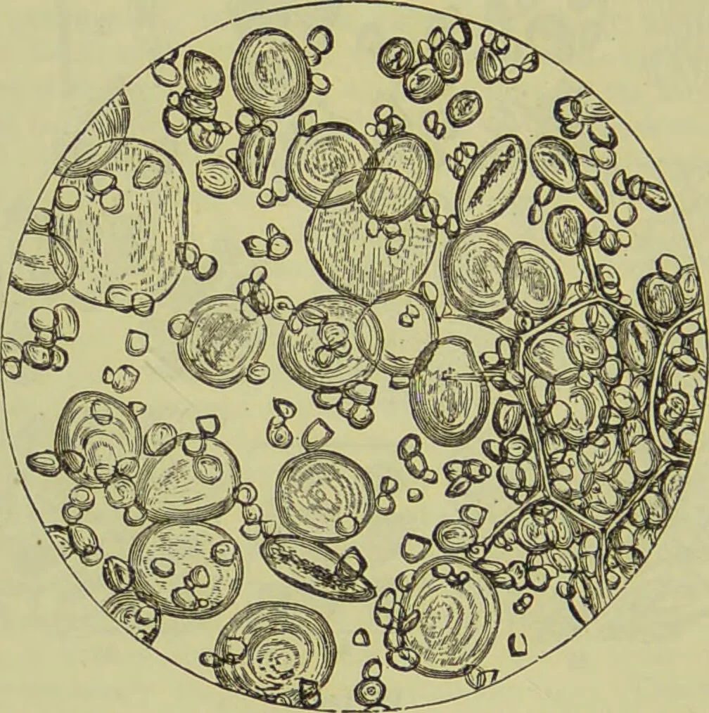 An illustration from The microscope : its history, construction, and application, being a familiar introduction to the use of the instrument, and the study of microscopical science / by Jabez Hogg ; with upwards of five hundred engravings, and coloured illustrations by Tuffen West., 1890, leaf 376