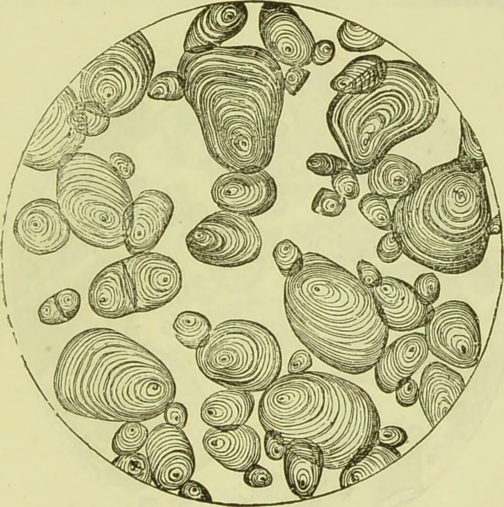 An illustration from The microscope : its history, construction, and application, being a familiar introduction to the use of the instrument, and the study of microscopical science / by Jabez Hogg ; with upwards of five hundred engravings, and coloured illustrations by Tuffen West., 1890, leaf 377