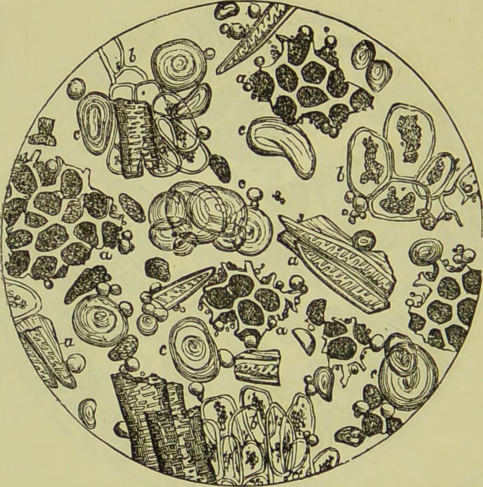 An illustration from The microscope : its history, construction, and application, being a familiar introduction to the use of the instrument, and the study of microscopical science / by Jabez Hogg ; with upwards of five hundred engravings, and coloured illustrations by Tuffen West., 1890, leaf 380