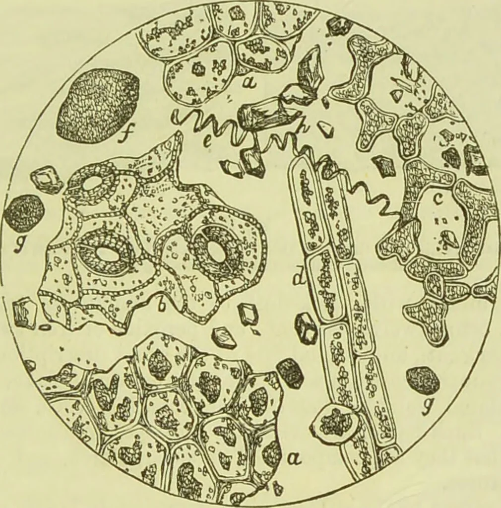 An illustration from The microscope : its history, construction, and application, being a familiar introduction to the use of the instrument, and the study of microscopical science / by Jabez Hogg ; with upwards of five hundred engravings, and coloured illustrations by Tuffen West., 1890, leaf 381