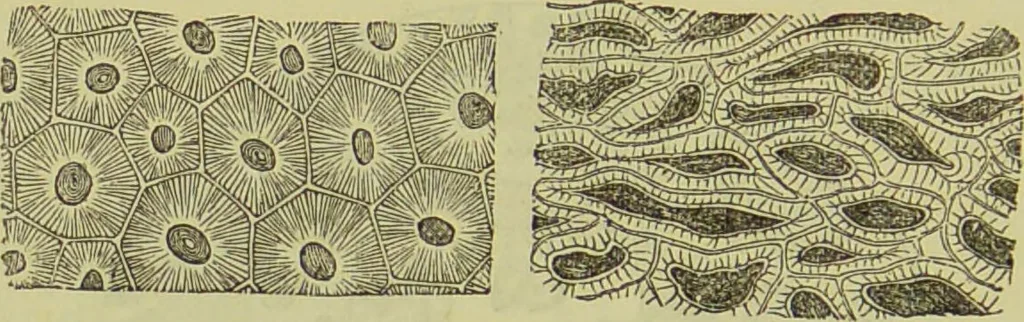 An illustration from The microscope : its history, construction, and application, being a familiar introduction to the use of the instrument, and the study of microscopical science / by Jabez Hogg ; with upwards of five hundred engravings, and coloured illustrations by Tuffen West., 1890, leaf 382