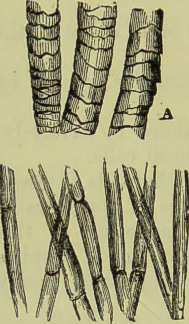 An illustration from The microscope : its history, construction, and application, being a familiar introduction to the use of the instrument, and the study of microscopical science / by Jabez Hogg ; with upwards of five hundred engravings, and coloured illustrations by Tuffen West., 1890, leaf 386