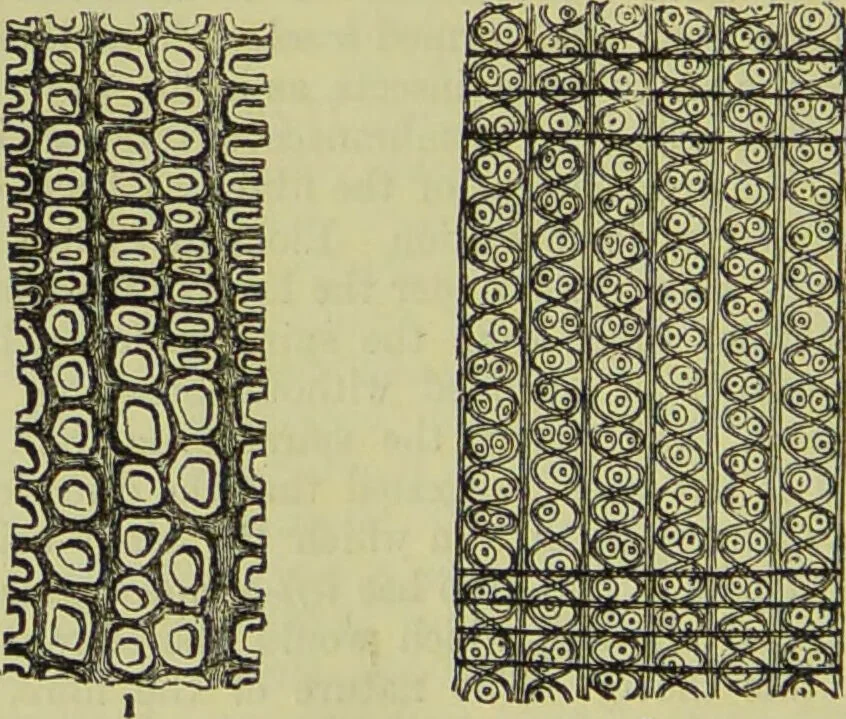 An illustration from The microscope : its history, construction, and application, being a familiar introduction to the use of the instrument, and the study of microscopical science / by Jabez Hogg ; with upwards of five hundred engravings, and coloured illustrations by Tuffen West., 1890, leaf 388