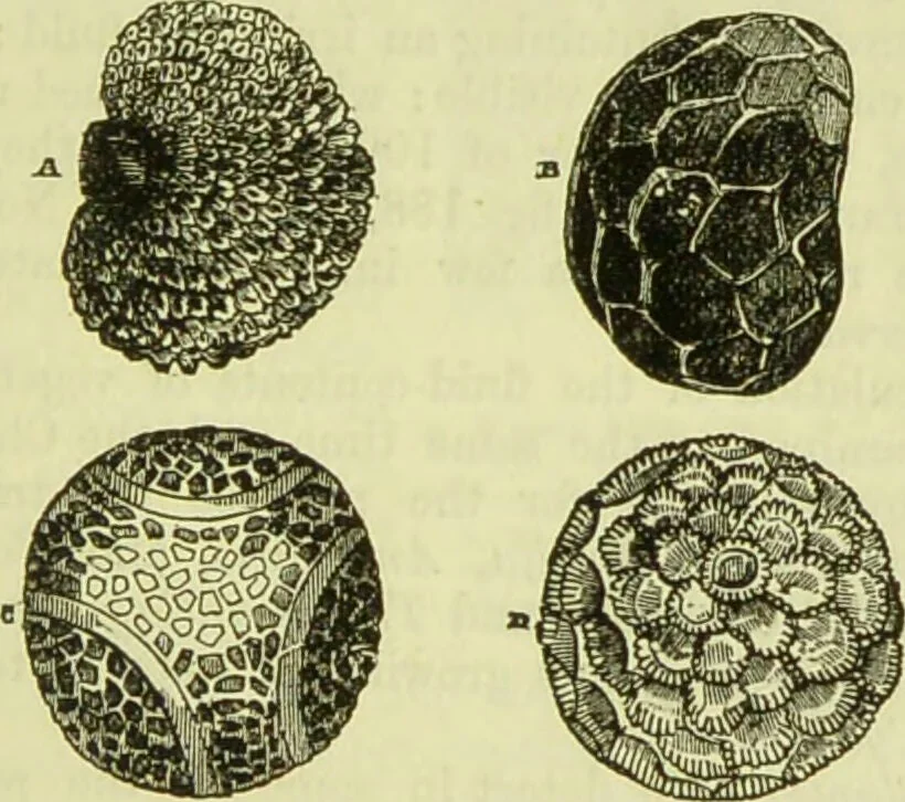 An illustration from The microscope : its history, construction, and application, being a familiar introduction to the use of the instrument, and the study of microscopical science / by Jabez Hogg ; with upwards of five hundred engravings, and coloured illustrations by Tuffen West., 1890, leaf 393