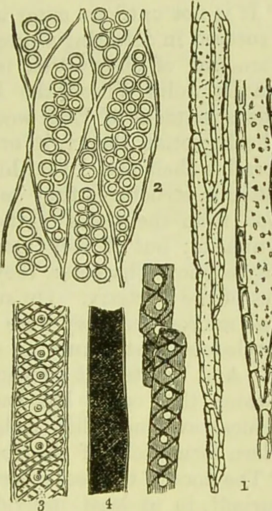 An illustration from The microscope : its history, construction, and application, being a familiar introduction to the use of the instrument, and the study of microscopical science / by Jabez Hogg ; with upwards of five hundred engravings, and coloured illustrations by Tuffen West., 1890, leaf 395