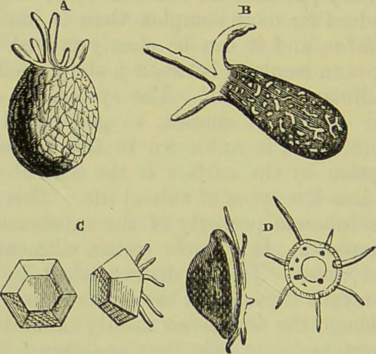 An illustration from The microscope : its history, construction, and application, being a familiar introduction to the use of the instrument, and the study of microscopical science / by Jabez Hogg ; with upwards of five hundred engravings, and coloured illustrations by Tuffen West., 1890, leaf 404