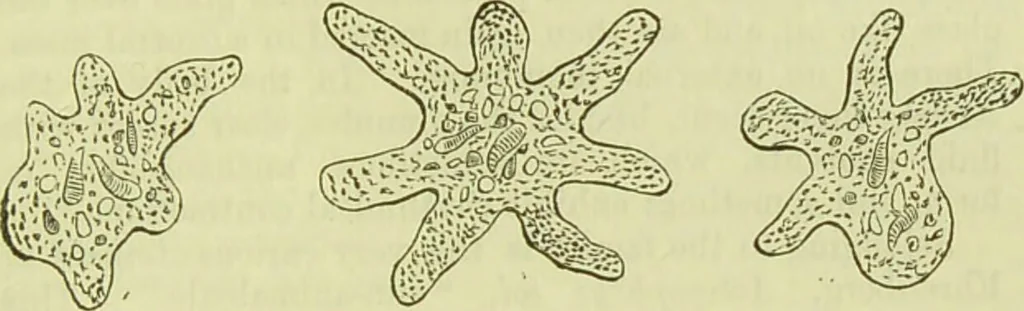 An illustration from The microscope : its history, construction, and application, being a familiar introduction to the use of the instrument, and the study of microscopical science / by Jabez Hogg ; with upwards of five hundred engravings, and coloured illustrations by Tuffen West., 1890, leaf 405
