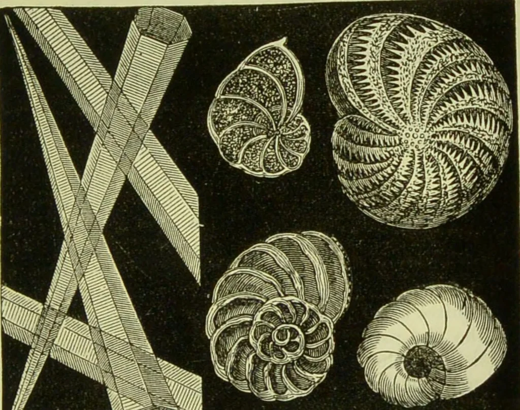 An illustration from The microscope : its history, construction, and application, being a familiar introduction to the use of the instrument, and the study of microscopical science / by Jabez Hogg ; with upwards of five hundred engravings, and coloured illustrations by Tuffen West., 1890, leaf 407