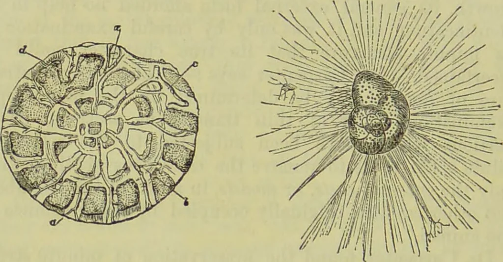 An illustration from The microscope : its history, construction, and application, being a familiar introduction to the use of the instrument, and the study of microscopical science / by Jabez Hogg ; with upwards of five hundred engravings, and coloured illustrations by Tuffen West., 1890, leaf 414