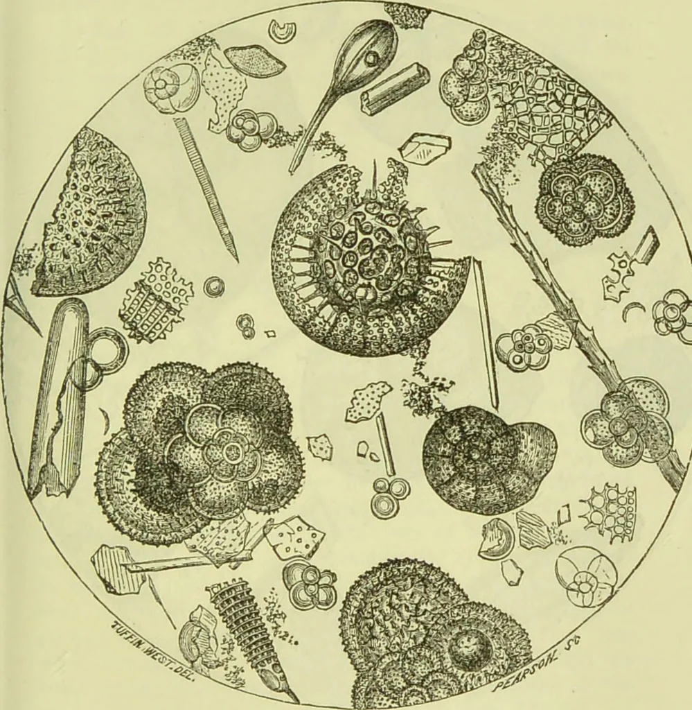 An illustration from The microscope : its history, construction, and application, being a familiar introduction to the use of the instrument, and the study of microscopical science / by Jabez Hogg ; with upwards of five hundred engravings, and coloured illustrations by Tuffen West., 1890, leaf 415