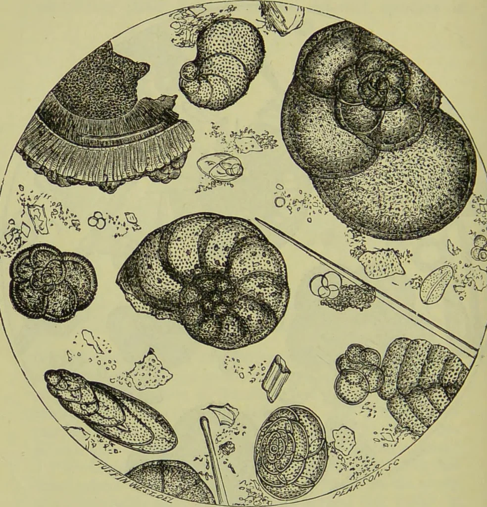 An illustration from The microscope : its history, construction, and application, being a familiar introduction to the use of the instrument, and the study of microscopical science / by Jabez Hogg ; with upwards of five hundred engravings, and coloured illustrations by Tuffen West., 1890, leaf 416