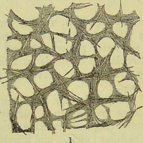 An illustration from The microscope : its history, construction, and application, being a familiar introduction to the use of the instrument, and the study of microscopical science / by Jabez Hogg ; with upwards of five hundred engravings, and coloured illustrations by Tuffen West., 1890, leaf 420