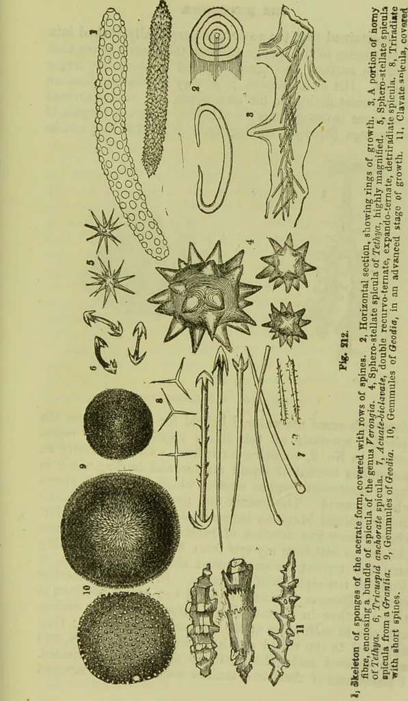 An illustration from The microscope : its history, construction, and application, being a familiar introduction to the use of the instrument, and the study of microscopical science / by Jabez Hogg ; with upwards of five hundred engravings, and coloured illustrations by Tuffen West., 1890, leaf 421