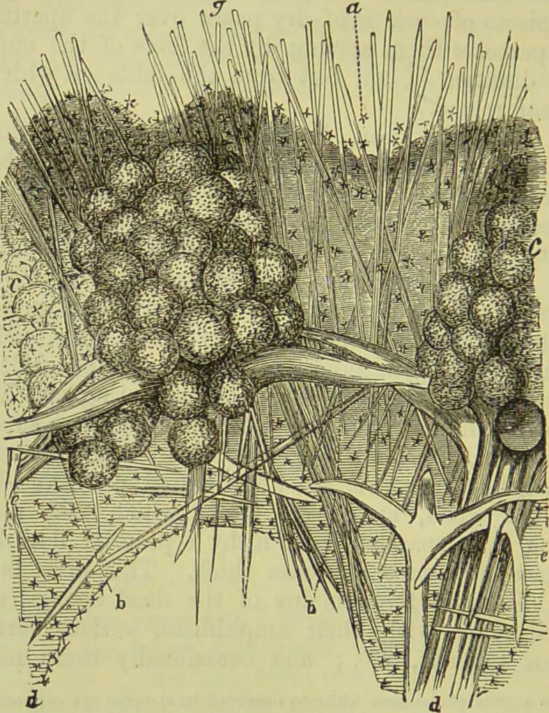 An illustration from The microscope : its history, construction, and application, being a familiar introduction to the use of the instrument, and the study of microscopical science / by Jabez Hogg ; with upwards of five hundred engravings, and coloured illustrations by Tuffen West., 1890, leaf 424