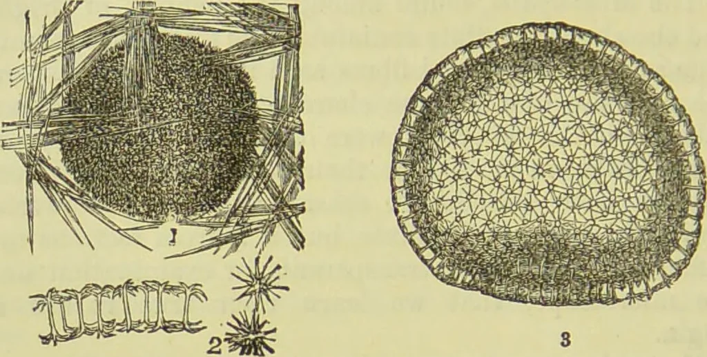 An illustration from The microscope : its history, construction, and application, being a familiar introduction to the use of the instrument, and the study of microscopical science / by Jabez Hogg ; with upwards of five hundred engravings, and coloured illustrations by Tuffen West., 1890, leaf 434