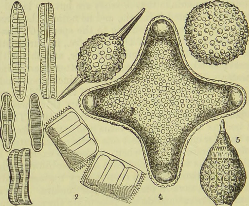 An illustration from The microscope : its history, construction, and application, being a familiar introduction to the use of the instrument, and the study of microscopical science / by Jabez Hogg ; with upwards of five hundred engravings, and coloured illustrations by Tuffen West., 1890, leaf 450