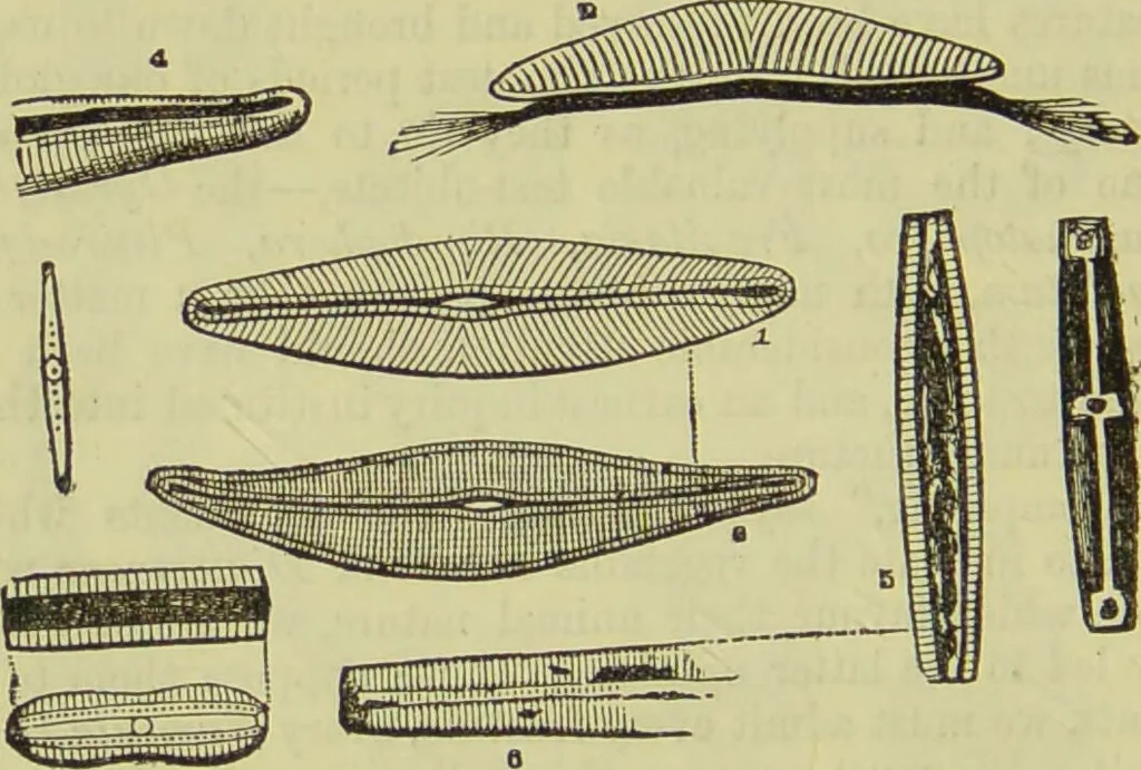 An illustration from The microscope : its history, construction, and application, being a familiar introduction to the use of the instrument, and the study of microscopical science / by Jabez Hogg ; with upwards of five hundred engravings, and coloured illustrations by Tuffen West., 1890, leaf 452