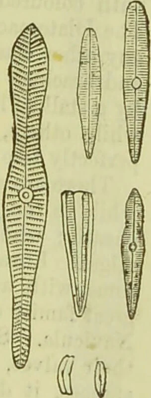 An illustration from The microscope : its history, construction, and application, being a familiar introduction to the use of the instrument, and the study of microscopical science / by Jabez Hogg ; with upwards of five hundred engravings, and coloured illustrations by Tuffen West., 1890, leaf 453