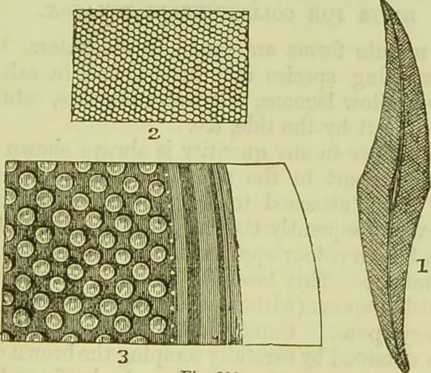 An illustration from The microscope : its history, construction, and application, being a familiar introduction to the use of the instrument, and the study of microscopical science / by Jabez Hogg ; with upwards of five hundred engravings, and coloured illustrations by Tuffen West., 1890, leaf 461