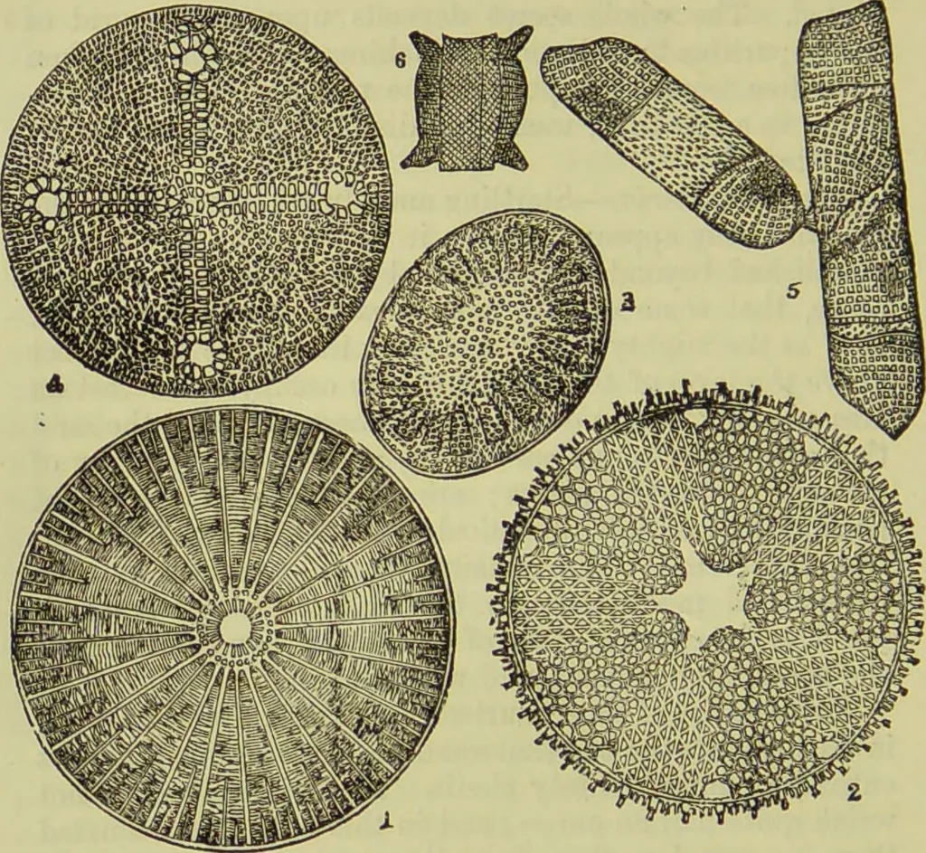 An illustration from The microscope : its history, construction, and application, being a familiar introduction to the use of the instrument, and the study of microscopical science / by Jabez Hogg ; with upwards of five hundred engravings, and coloured illustrations by Tuffen West., 1890, leaf 466