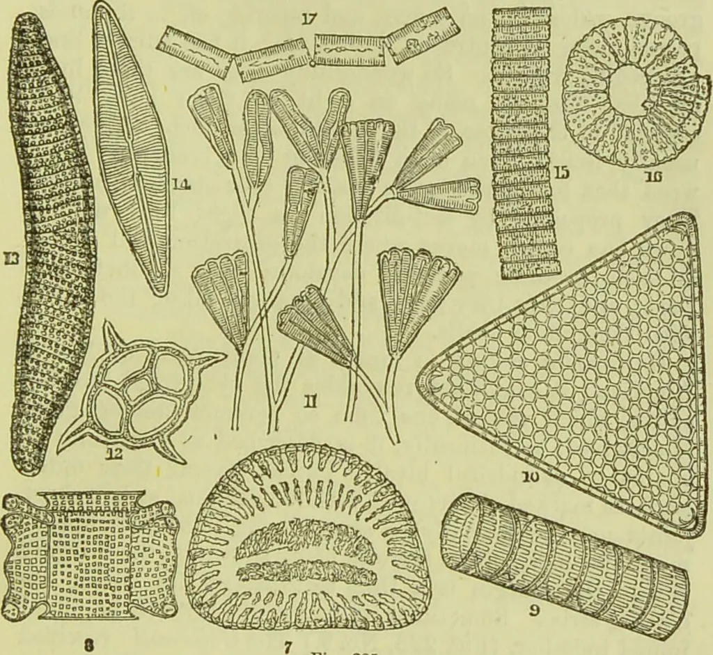 An illustration from The microscope : its history, construction, and application, being a familiar introduction to the use of the instrument, and the study of microscopical science / by Jabez Hogg ; with upwards of five hundred engravings, and coloured illustrations by Tuffen West., 1890, leaf 471