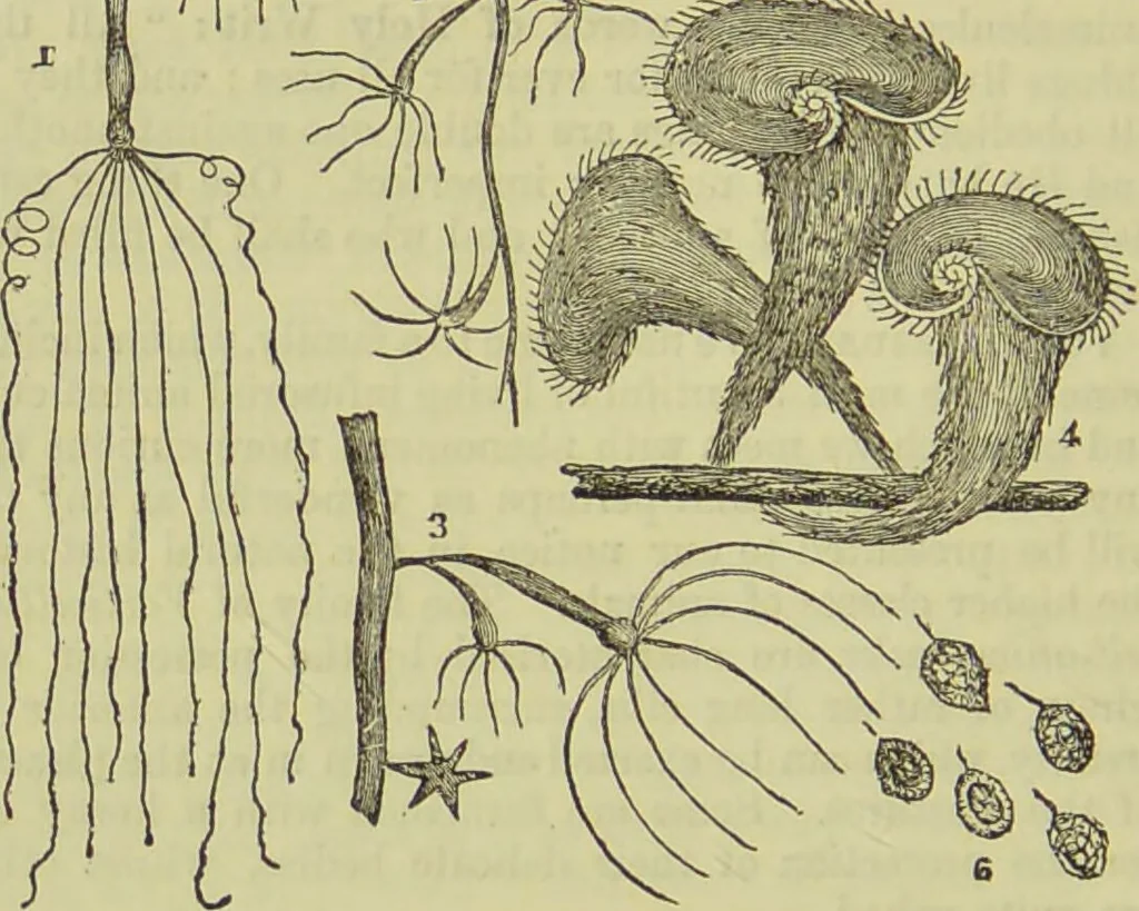 An illustration from The microscope : its history, construction, and application, being a familiar introduction to the use of the instrument, and the study of microscopical science / by Jabez Hogg ; with upwards of five hundred engravings, and coloured illustrations by Tuffen West., 1890, leaf 480