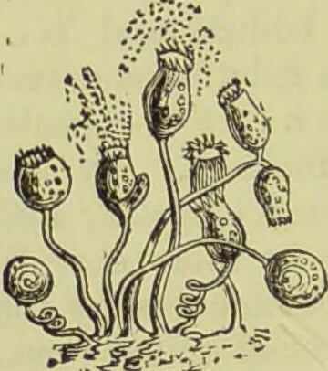 An illustration from The microscope : its history, construction, and application, being a familiar introduction to the use of the instrument, and the study of microscopical science / by Jabez Hogg ; with upwards of five hundred engravings, and coloured illustrations by Tuffen West., 1890, leaf 482