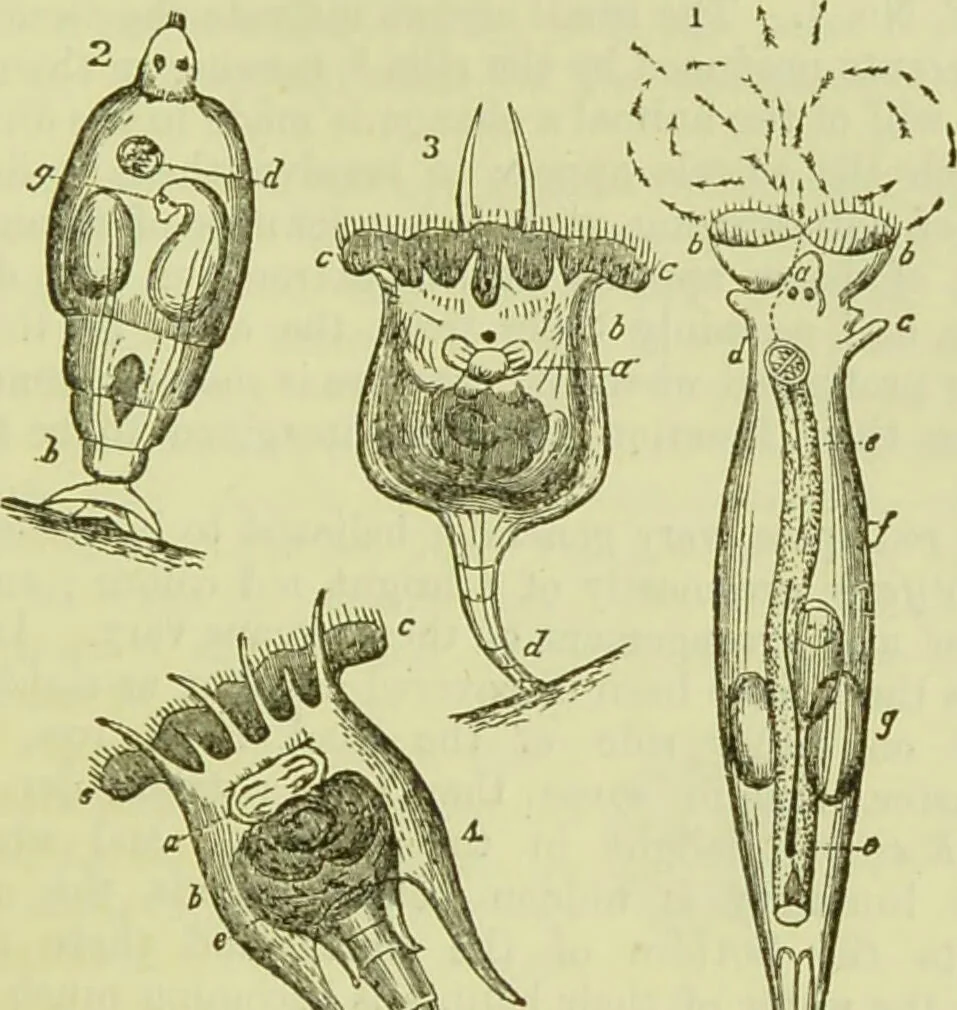 An illustration from The microscope : its history, construction, and application, being a familiar introduction to the use of the instrument, and the study of microscopical science / by Jabez Hogg ; with upwards of five hundred engravings, and coloured illustrations by Tuffen West., 1890, leaf 487